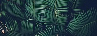 Coub banner for @succulent