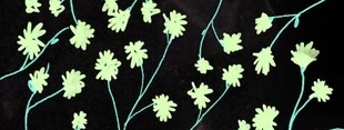 Coub banner for @scrapbook