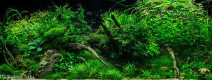 Coub banner for @grassroots
