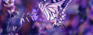 Coub banner for @dissolution