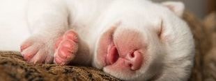 Coub banner for @cuteness