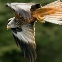 Birb
