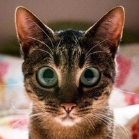 Вадим Кошка