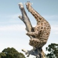 Влад Шевченко