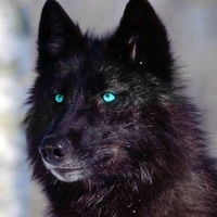 WolfsScar 