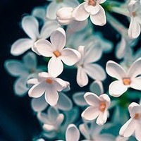 Анастасия Дейкун