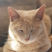 Vadim