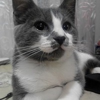 Андрей Пирогов