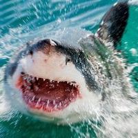 Sharky55