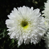 Людмила Лебедева