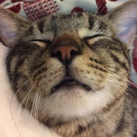 BleahBoi