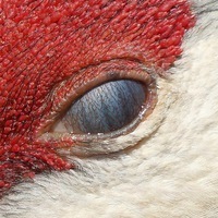 Айран Акинфеев