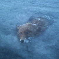 Даниил Глин