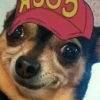 Imaepicdolphin