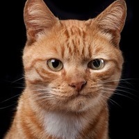 [DH] EL_ALeJanDro