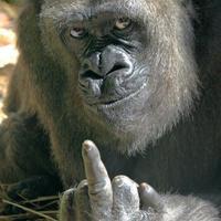 Кевларовый ватникъ