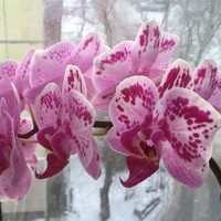 Life-giving radiance