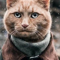 Кот в пальто