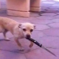 bork