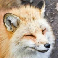 FluffyFox