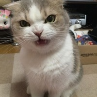 QO