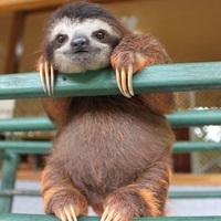 Theslipperysloth