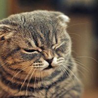 Разидваитри Оскар