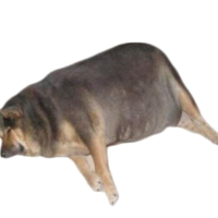 iShtopoR