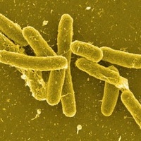 MrSalmonella