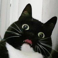 BAD CATUALITY w/o headphones