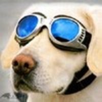 Hello Labrador
