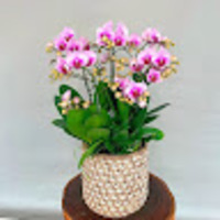 Hoa Lan Hồ Điệp