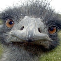 Коля Александров