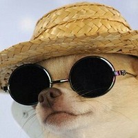 pupper_lover