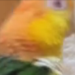 Coub - marching parrot