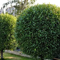 Lexington Tree Service Pros