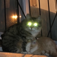 for