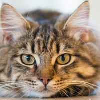 Gez Cat