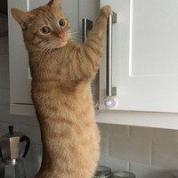 Funny Cats😺