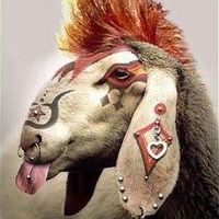 Xoeoro