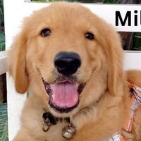 Dogs Vlogs