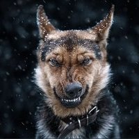 Роби Ромахин