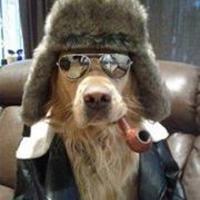 Пёс Артемон