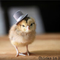 BBChick