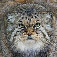 Сергей Громыко