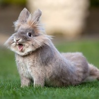 Бронтозябр