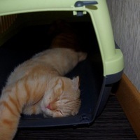 Михаил Меликов