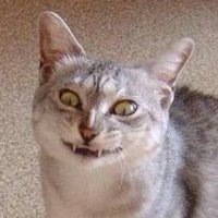 Роллтон Альденте