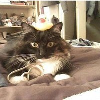 Дима Алёшин