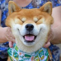 ＤＯＧＧＹ